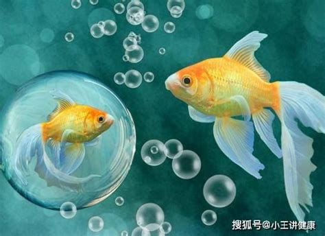 養什麼魚最好養|養魚新手入門：12個教學讓你養魚一次上手（新手必讀）